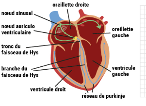 cellules de Purkinje coeur